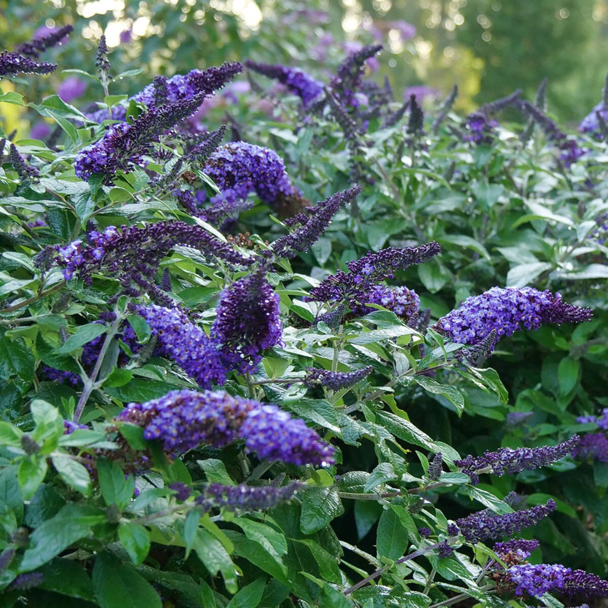 Buddleia X Color Choice Pugster Blue Butterfly Bush SiteOne